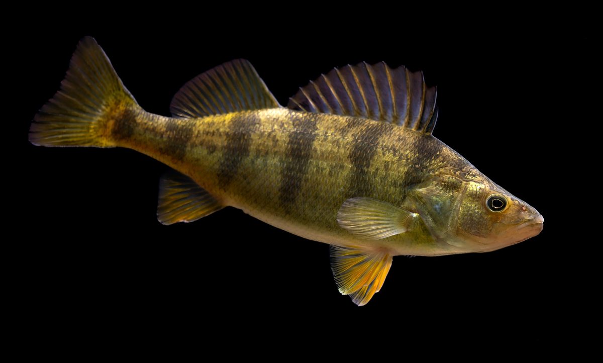 Yellow perch with bold vertical bars and orange fins