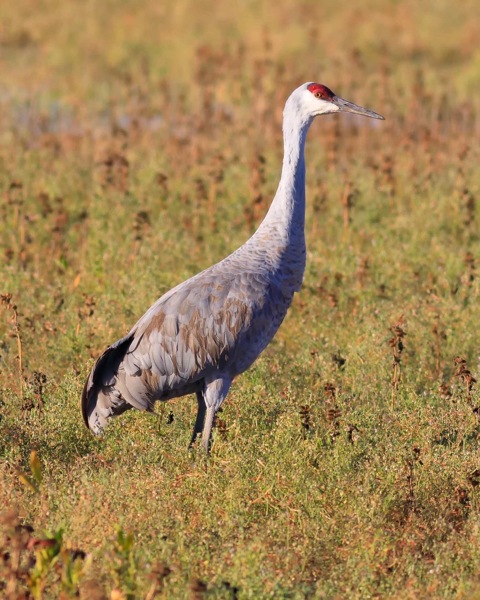 Sandhill crane feeding in a grain field