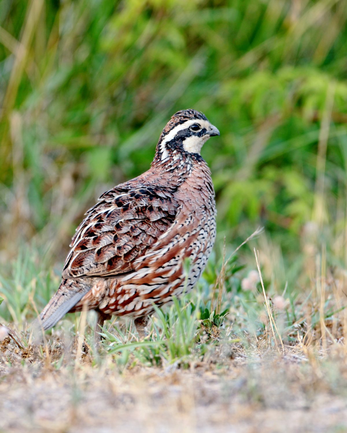 Northern bobwhite quail in field edge cover