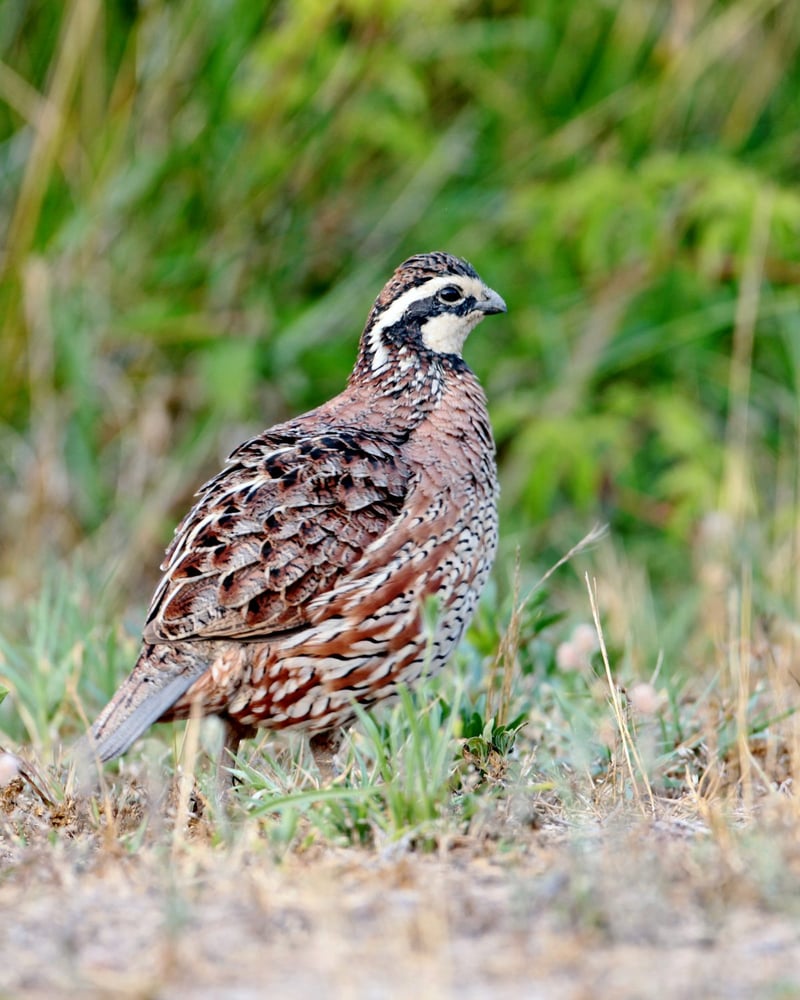 Northern bobwhite quail in field edge cover