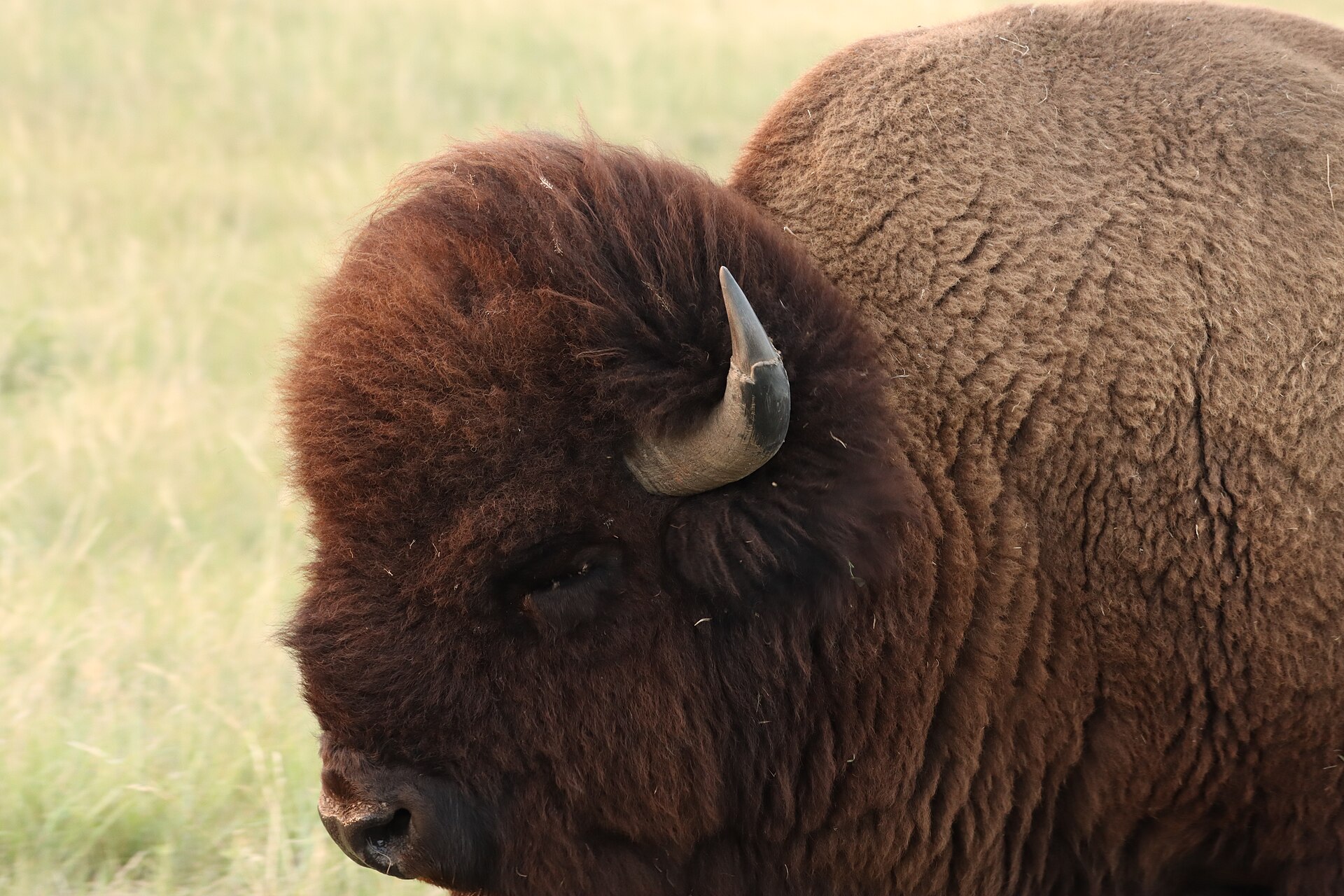 American bison bull on open prairie grass