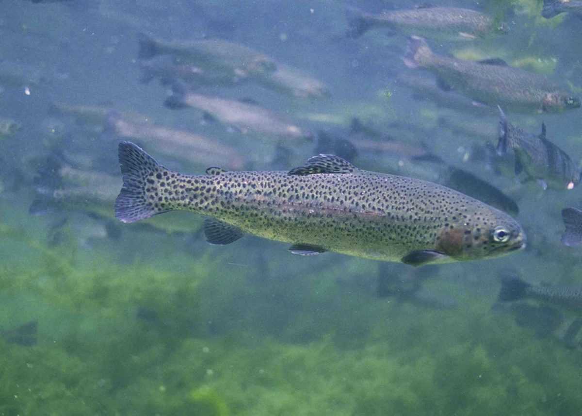 Rainbow trout underwater showing black spotting and pink lateral band