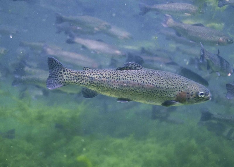 Rainbow trout underwater showing black spotting and pink lateral band