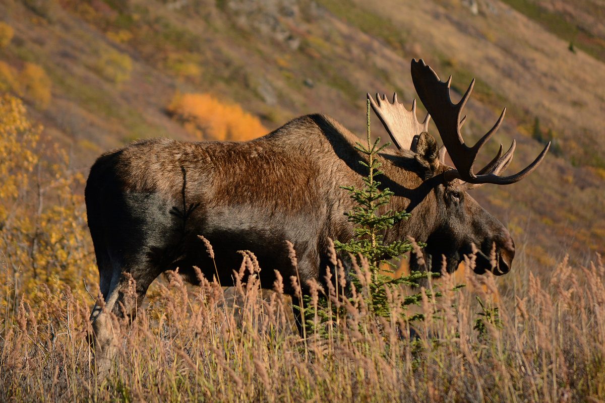 Bull moose standing in a northern wetland