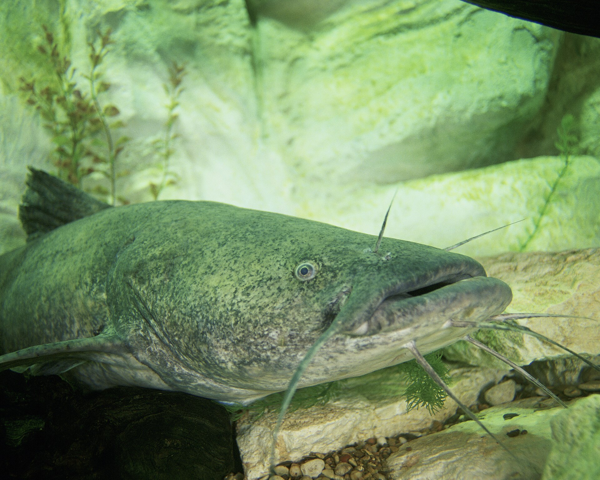 Flathead catfish in cover showing its flattened head and squared tail