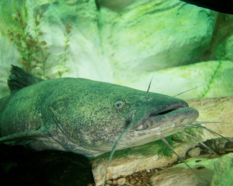 Flathead catfish in cover showing its flattened head and squared tail