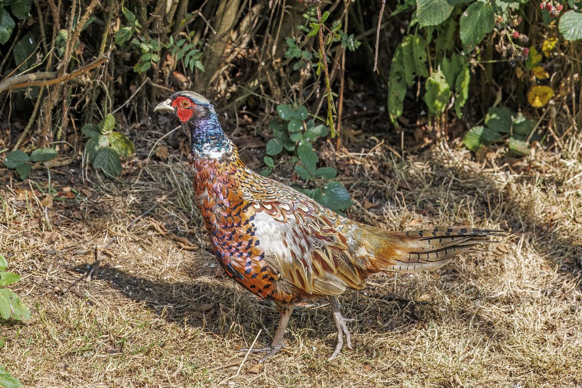 Ring-necked pheasant rooster standing in tall grass cover