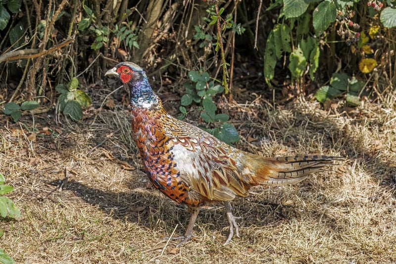 Ring-necked pheasant rooster in grass cover