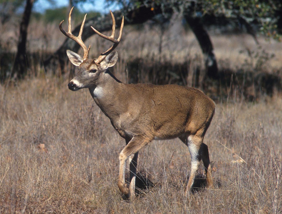 White-tailed deer buck standing at a field edge