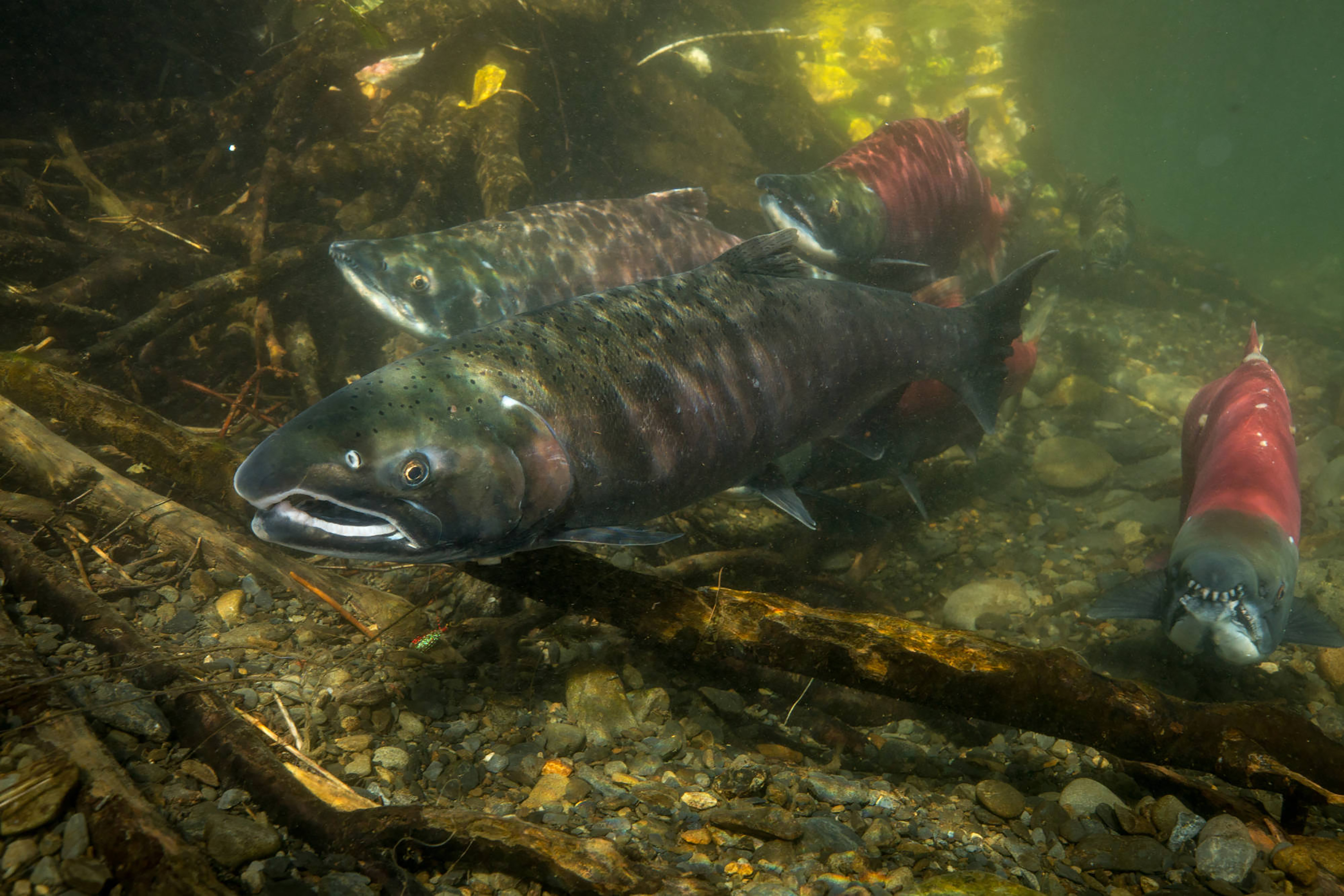 Russian River Late-Run Sockeye Return by Cooper Landing / Russian River