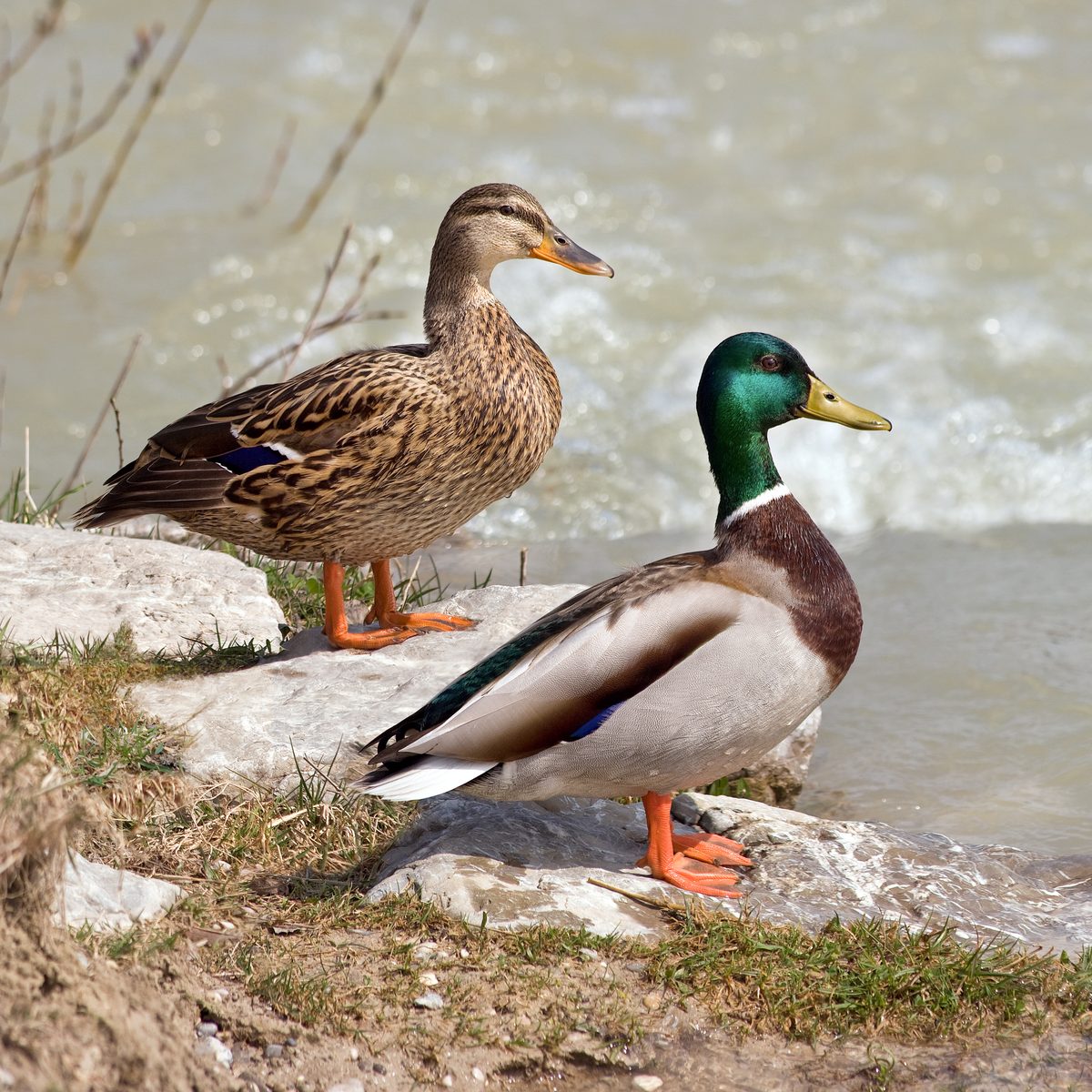 Mallard drake on open water