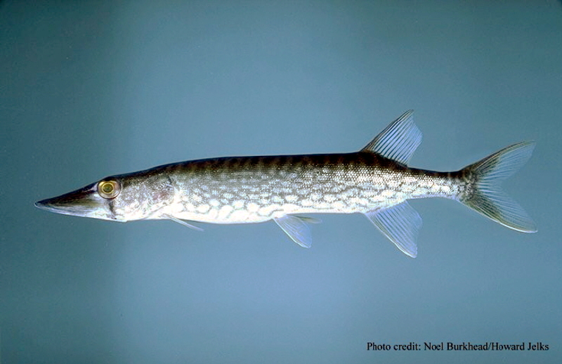 Chain pickerel showing the dark chain-link pattern along its green flank