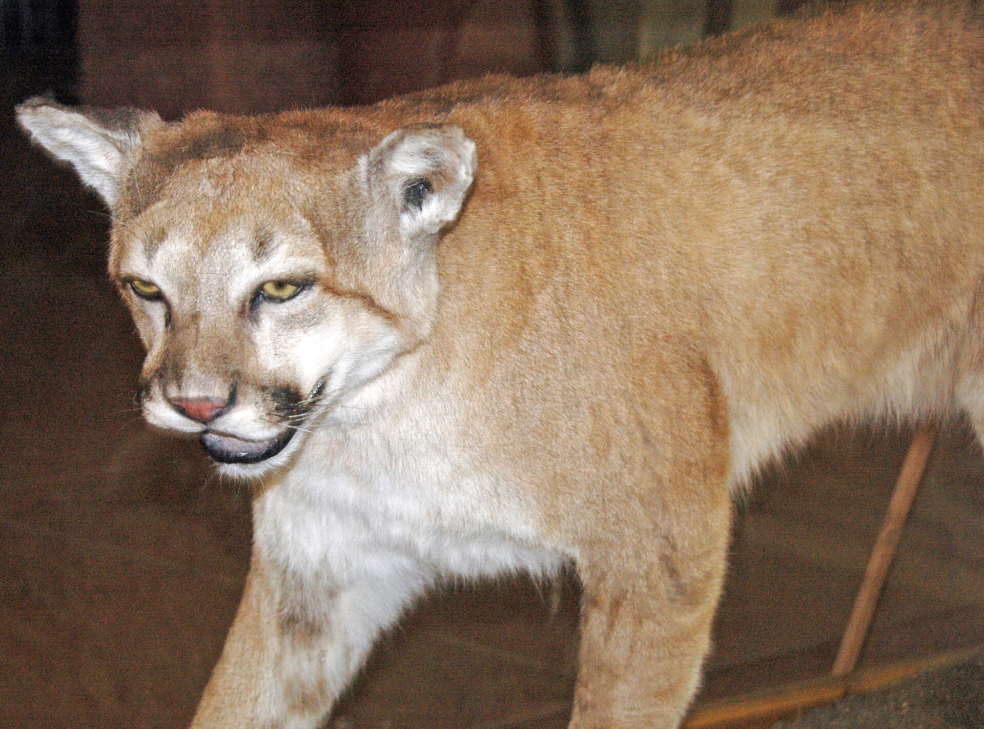 Mountain lion in low light