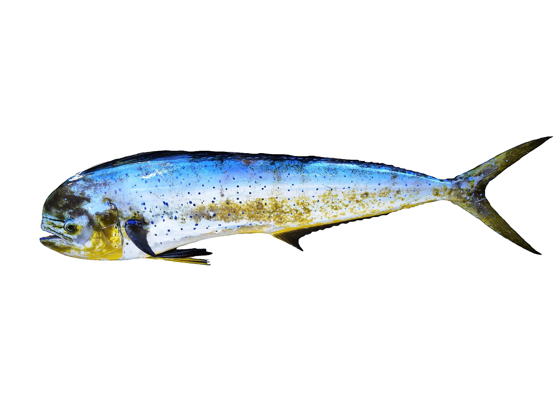 Mahi-mahi showing the blunt forehead, long dorsal fin, and blue-gold coloring