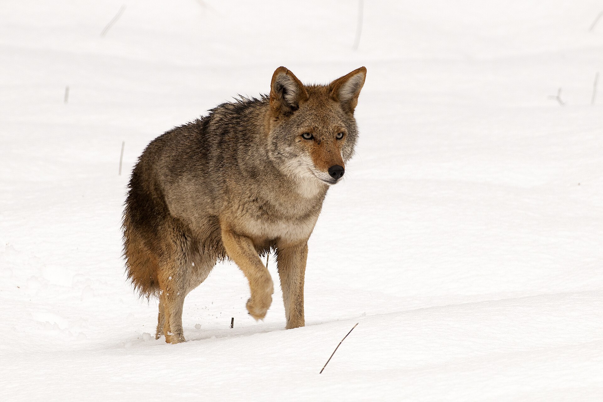 Coyote crossing open ground