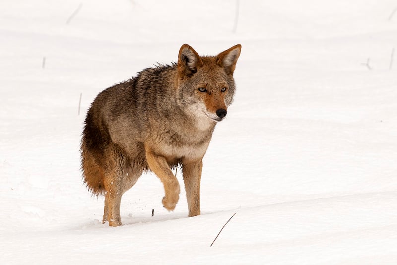 Coyote crossing open ground