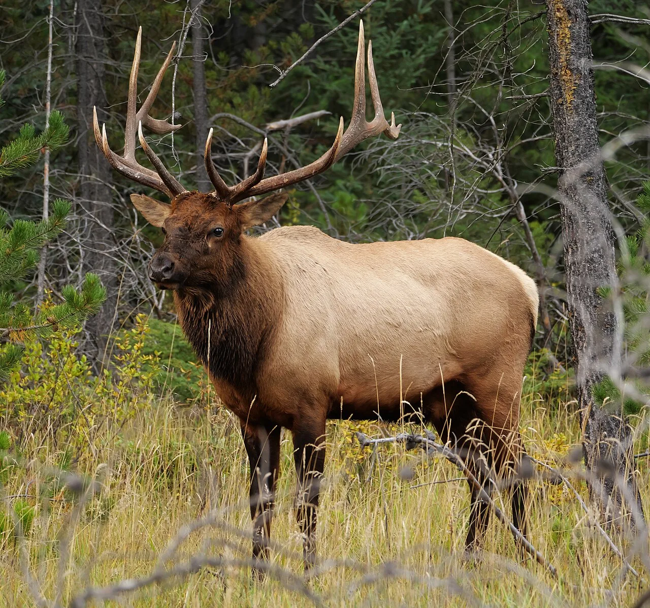 Bull elk standing in a meadow