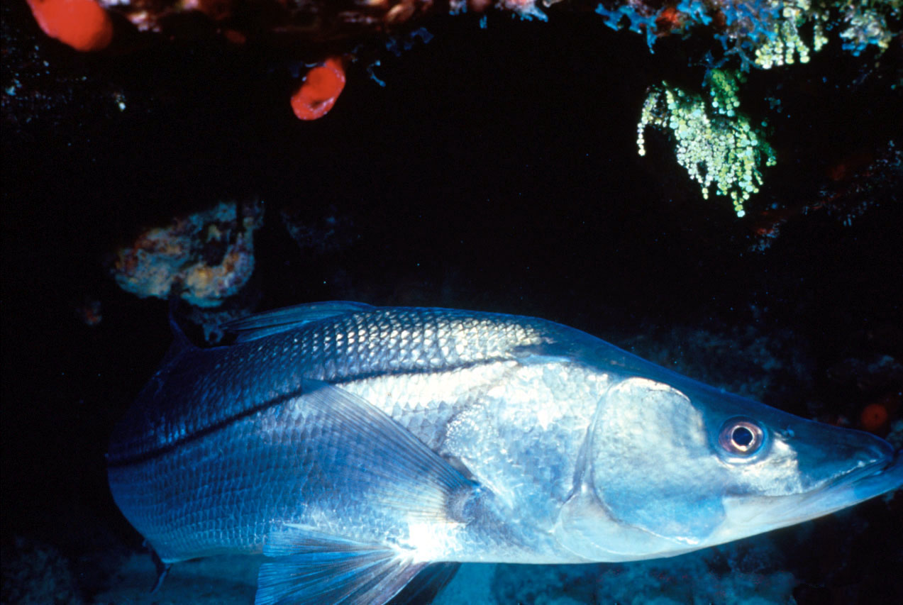 Common snook showing the black lateral line and undershot jaw
