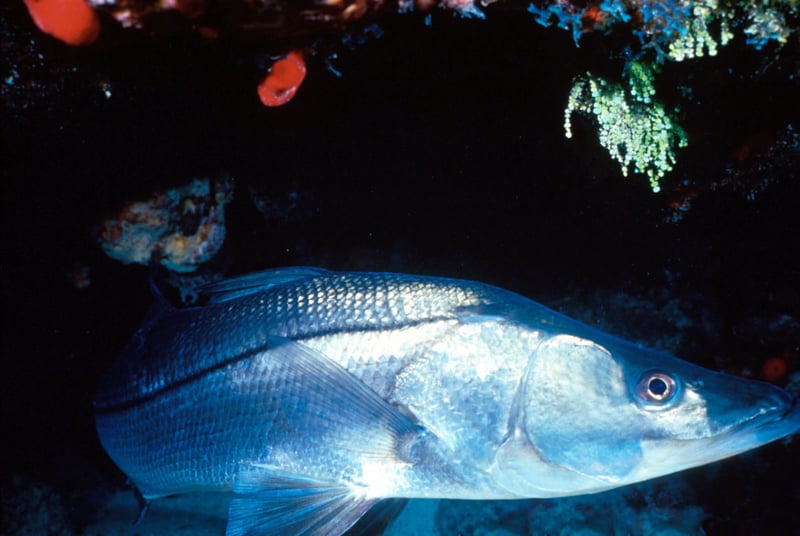 Common snook showing the black lateral line and undershot jaw