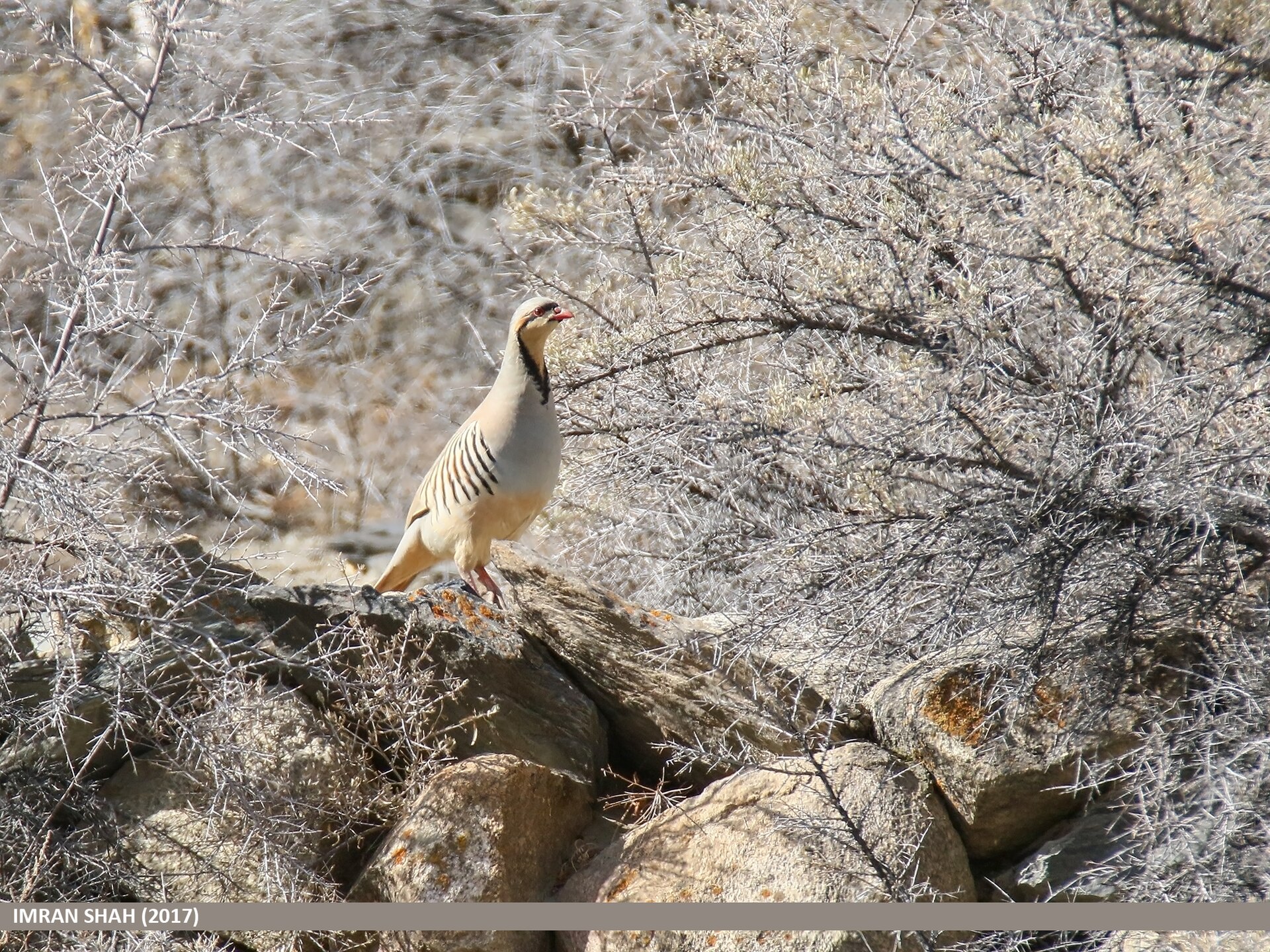 Chukar partridge on a dry rock slope