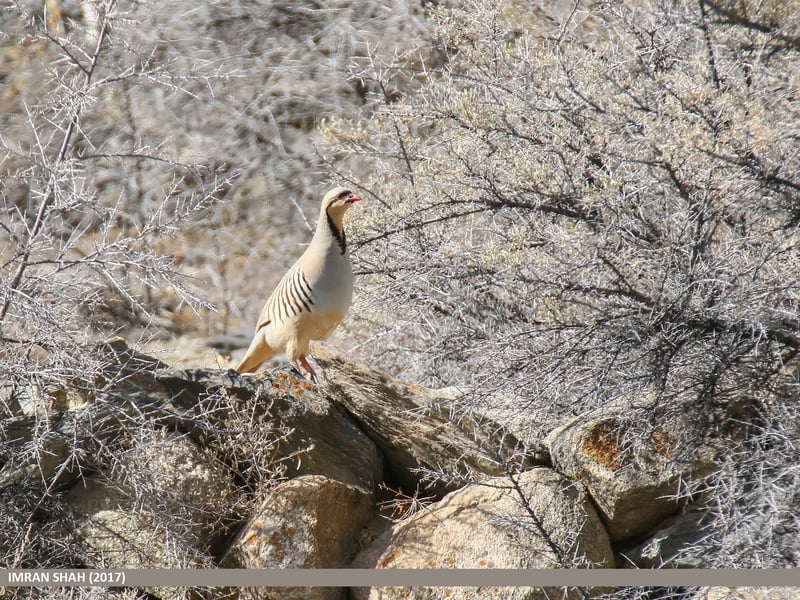 Chukar partridge on a dry rock slope