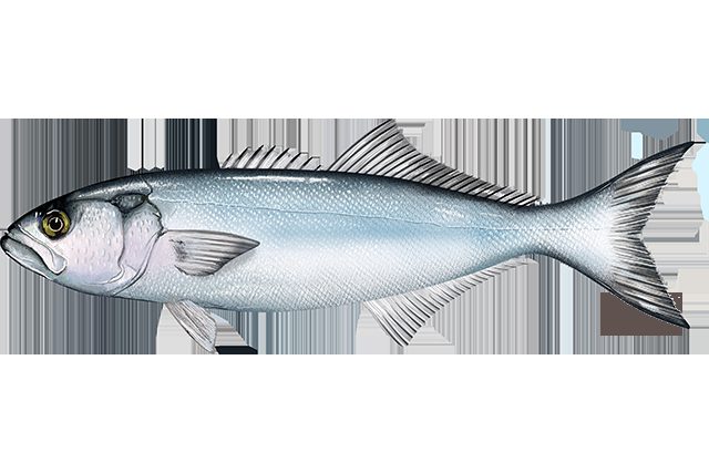 Bluefish showing a forked tail and toothy jaw