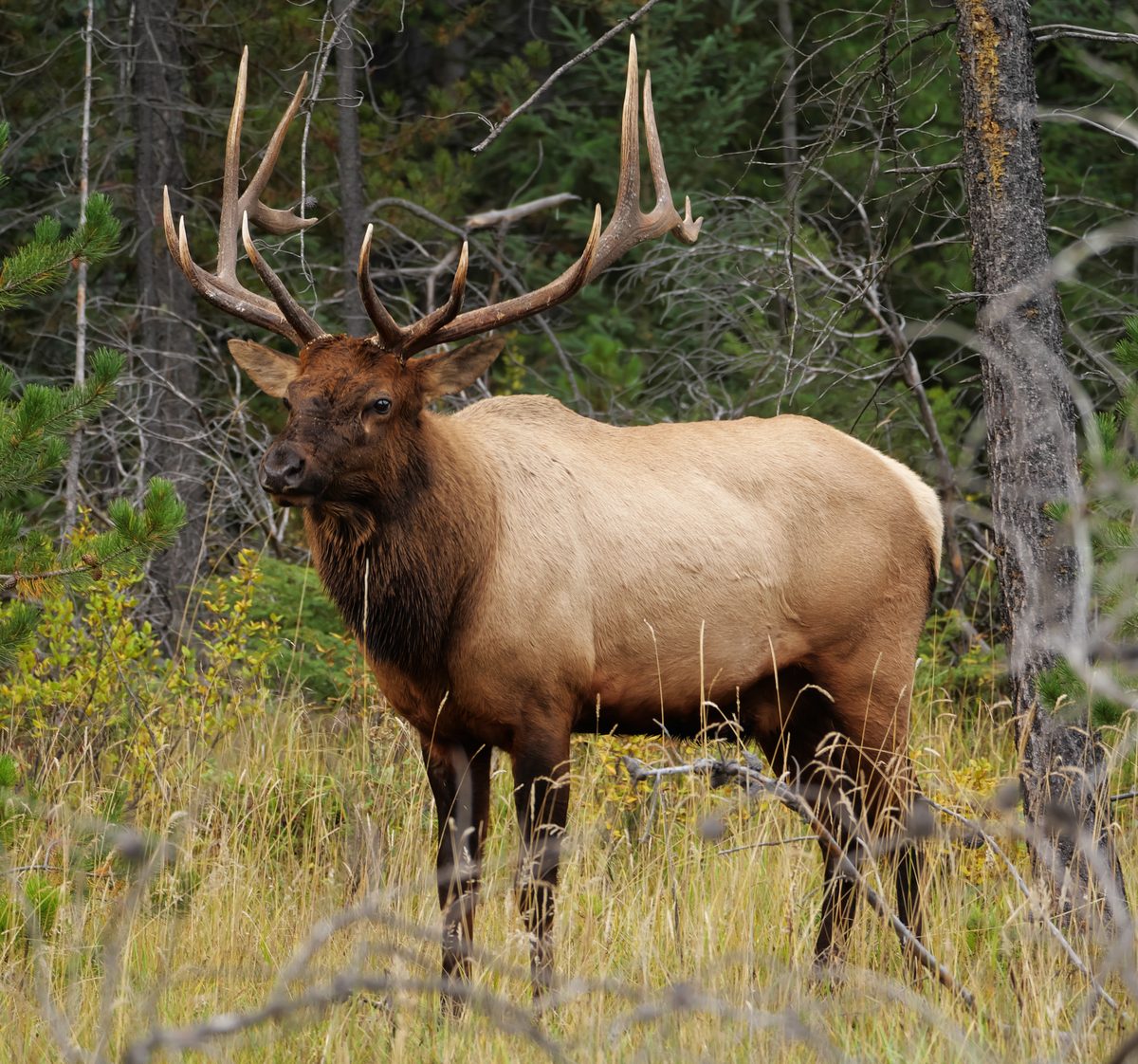 Bull elk with full antlers in a mountain meadow