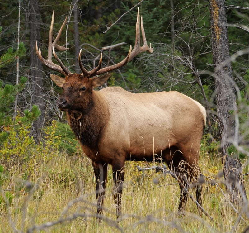 Bull elk with full antlers in a mountain meadow