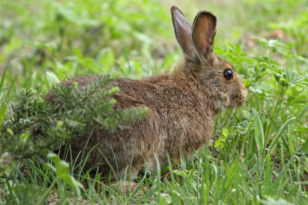 Snowshoe hare in winter coat