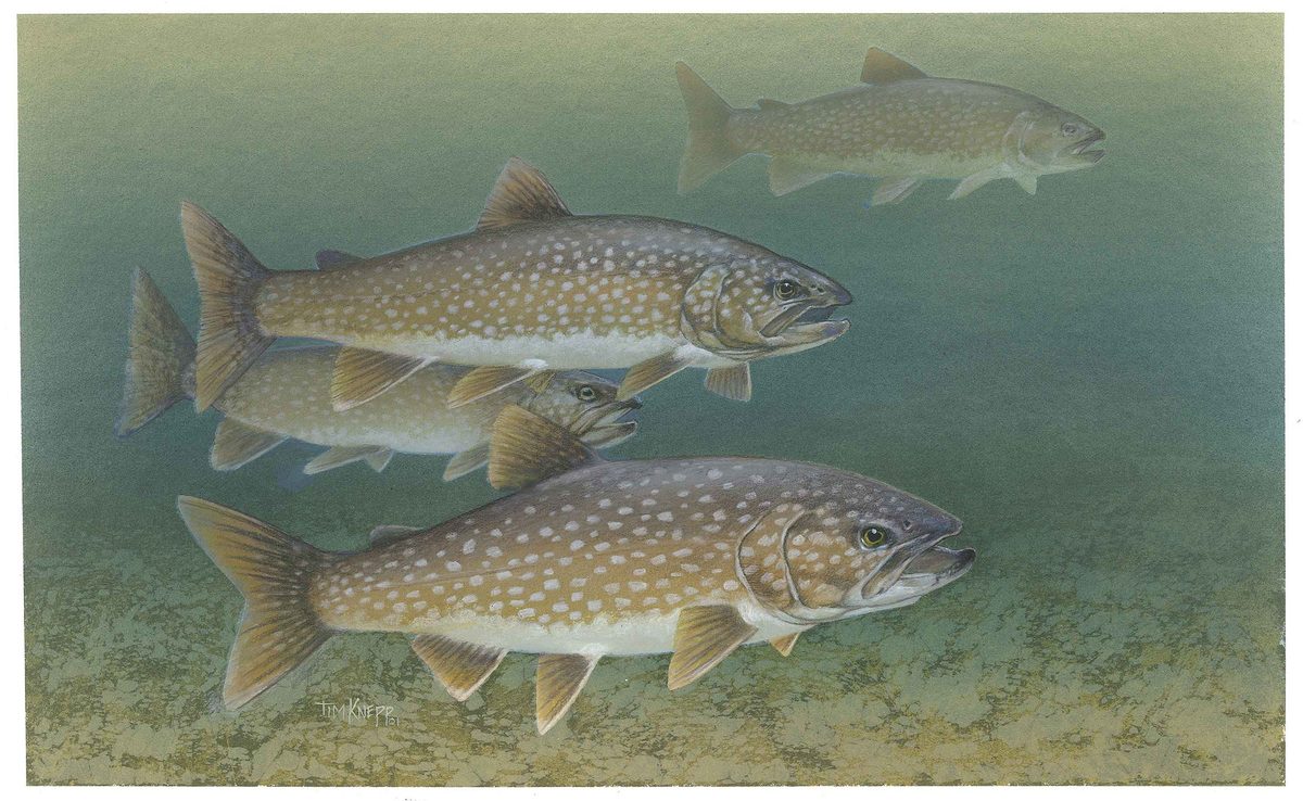 Lake trout with pale cream spotting on a dark body