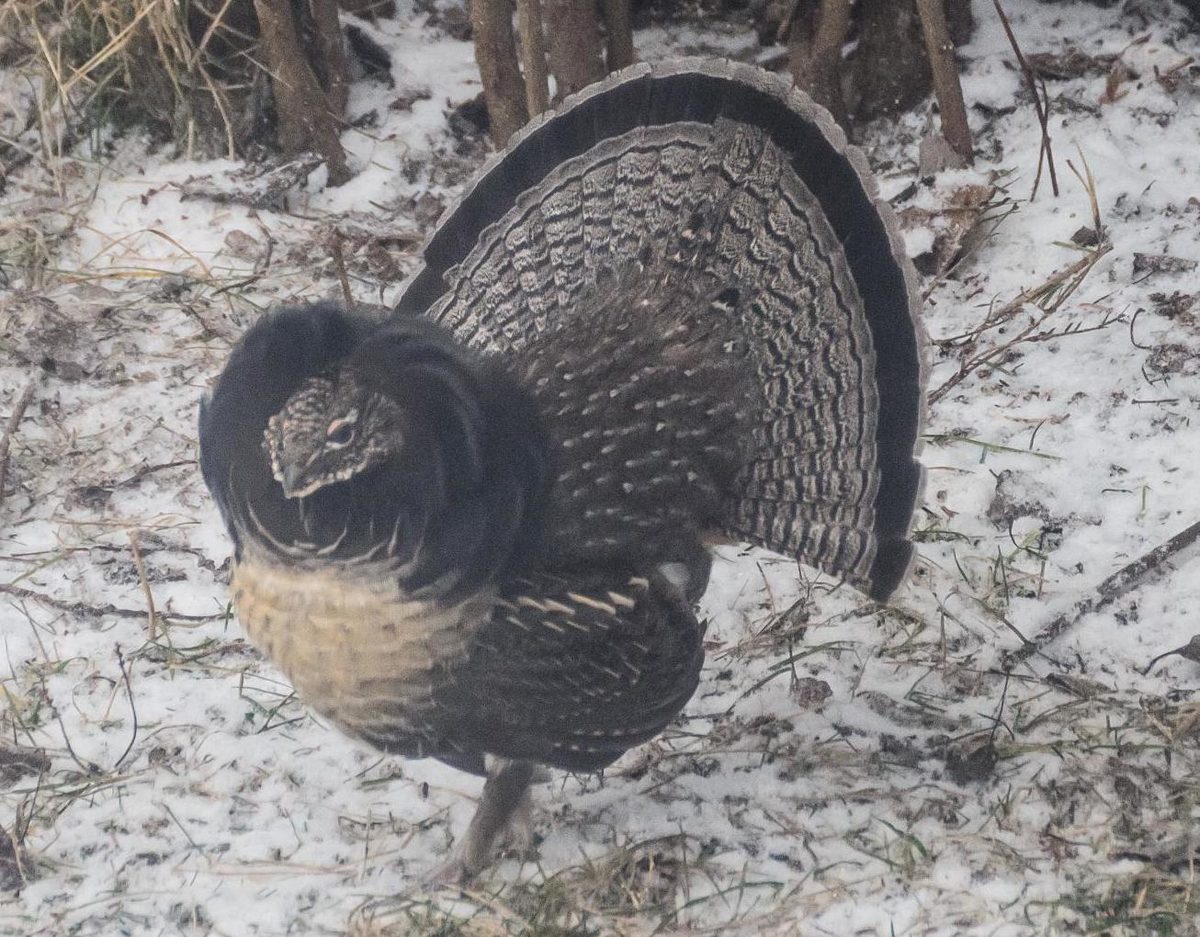 Ruffed grouse displaying on the forest floor
