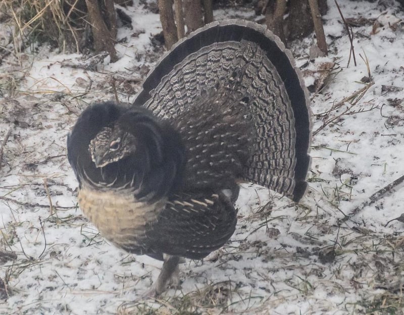 Ruffed grouse displaying on the forest floor