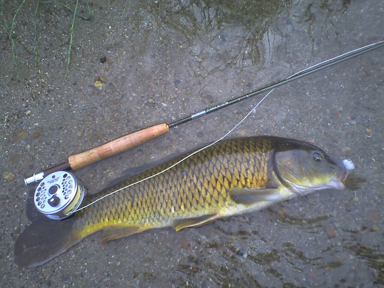 Common carp on a bank beside a fly rod and reel
