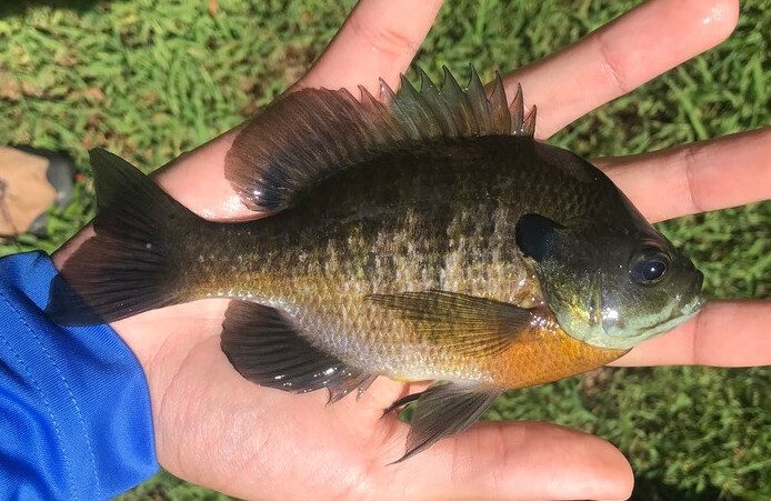 Bluegill panfish with a solid black gill flap