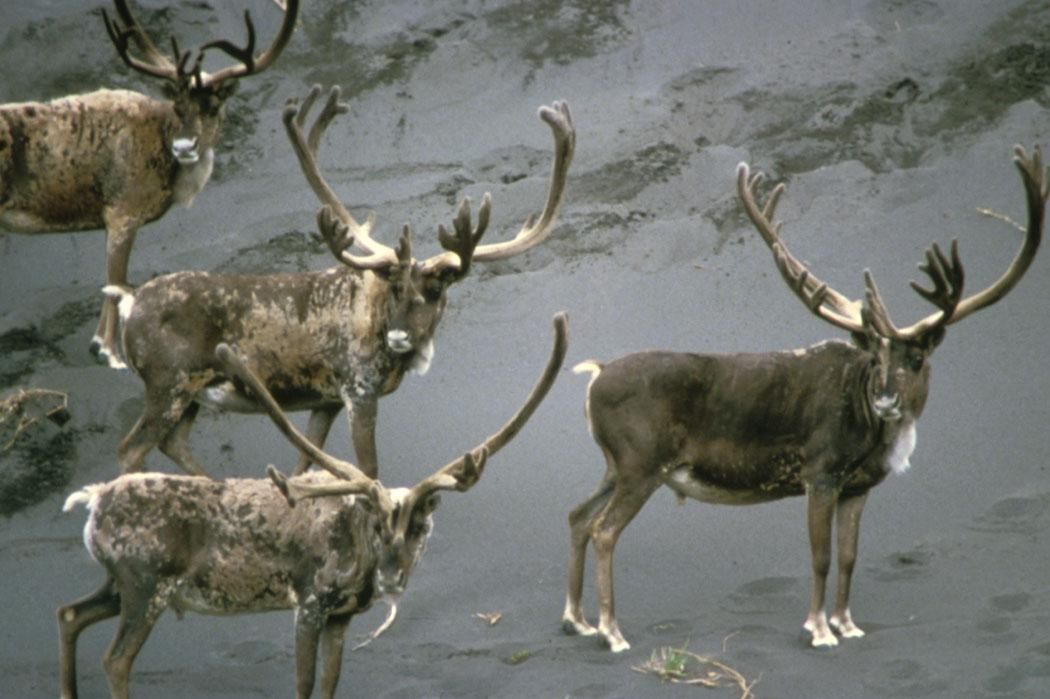 Bull caribou in velvet on open tundra