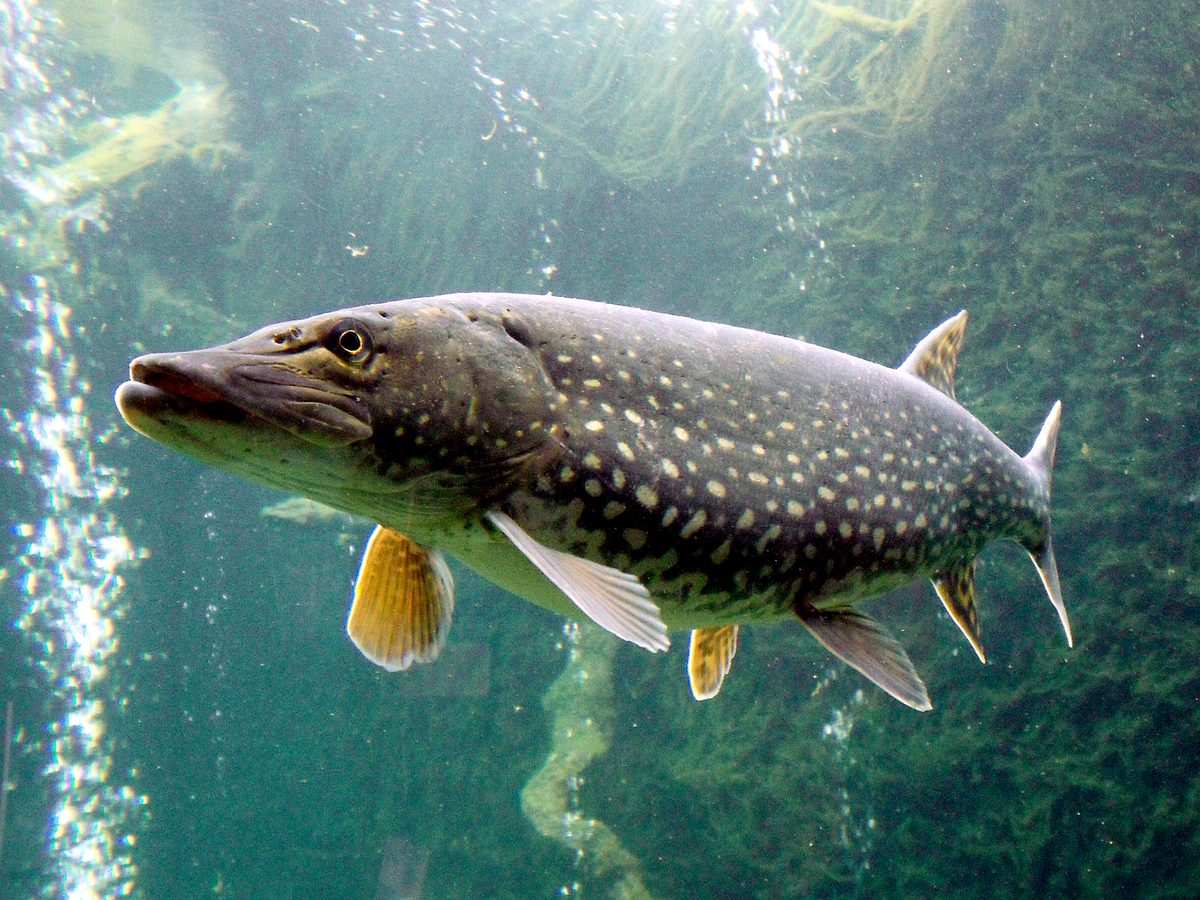 Northern pike showing duck-billed jaw and light bean-shaped spots