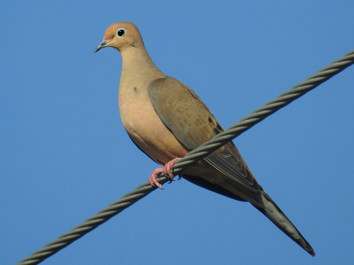 Mourning dove perched on a wire