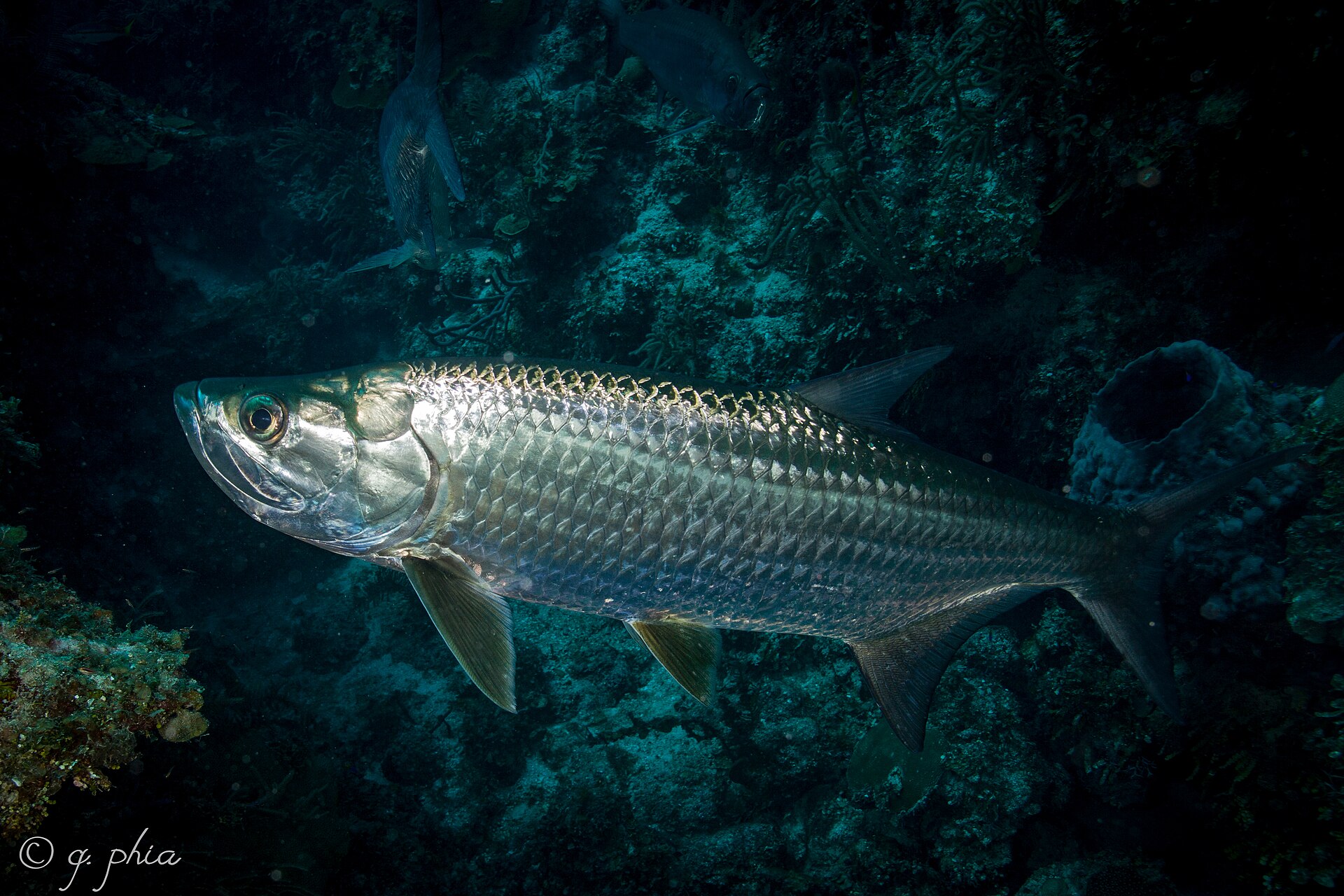 Tarpon cruising a reef edge showing large silver scales and an upturned jaw