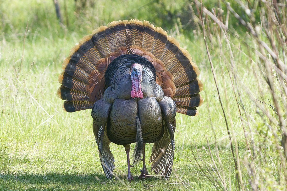 Wild turkey gobbler strutting in full fan