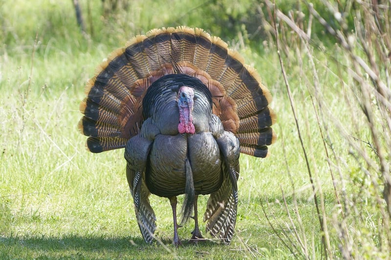 Wild turkey gobbler strutting in full fan
