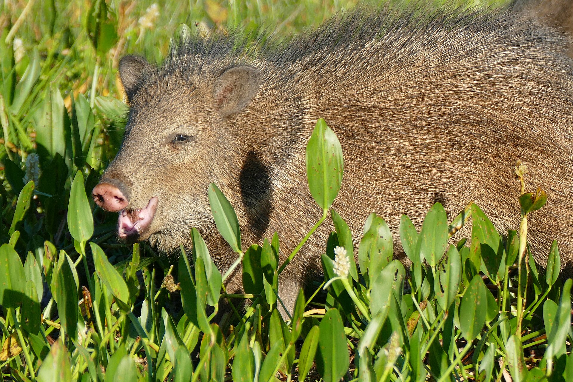 Collared peccary (javelina) feeding in desert cover