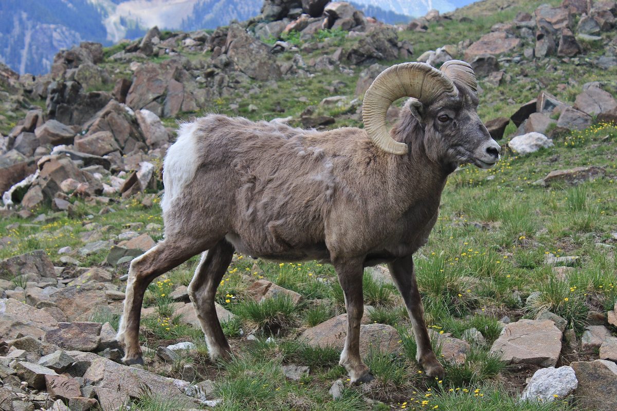 Bighorn sheep ram on a rocky slope