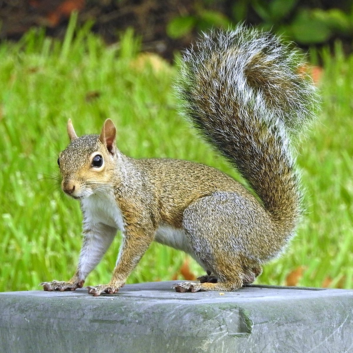 Eastern gray squirrel on a hardwood limb
