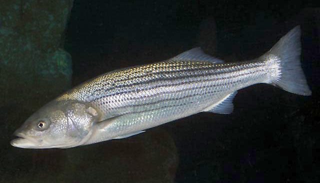 Striped bass with clean unbroken horizontal stripes