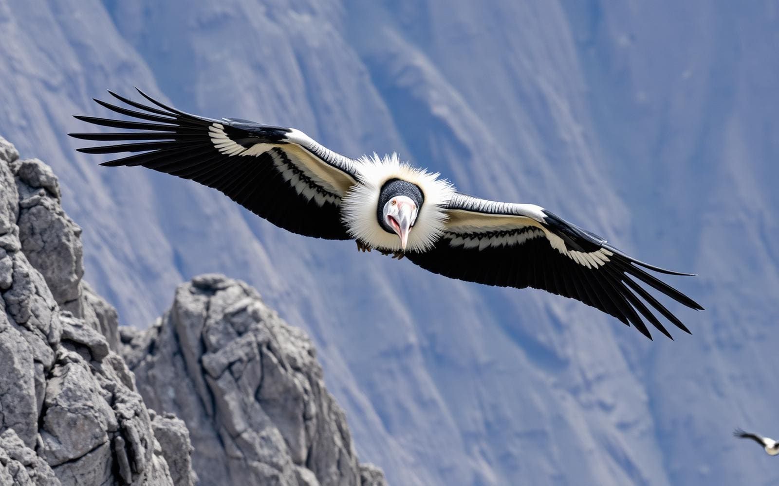 An adult Andean condor with white neck ruff soaring above jagged Patagonian mountain cliffs