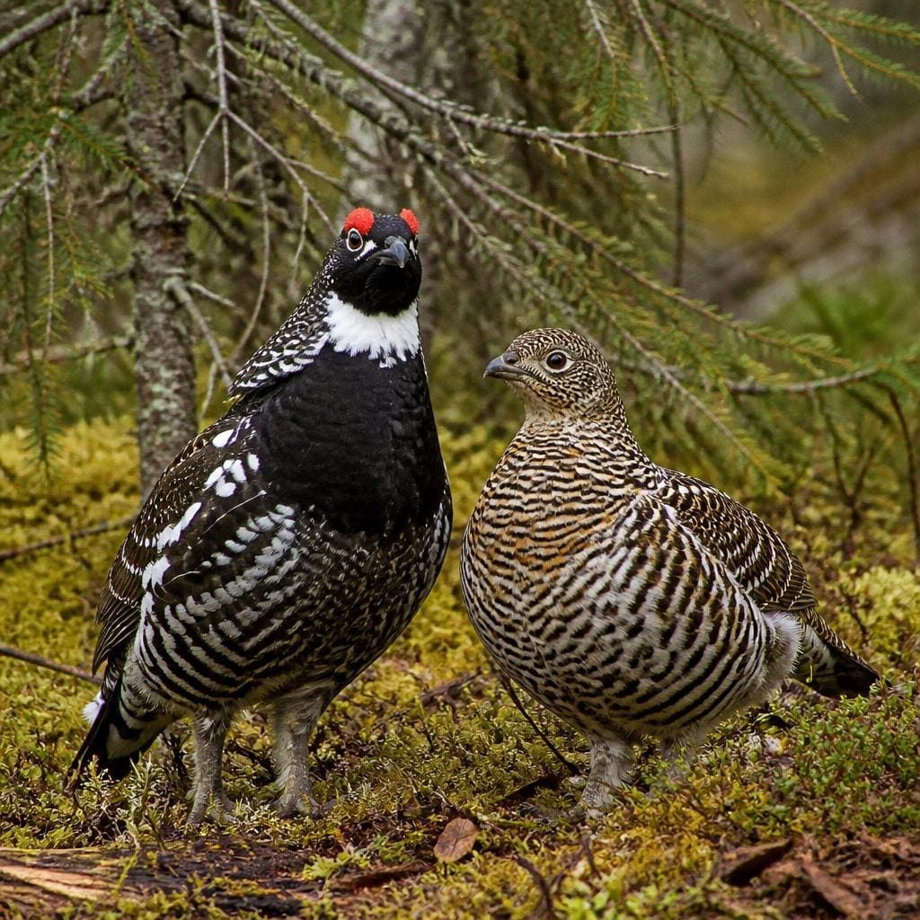 A male and female spruce grouse together on the mossy forest floor