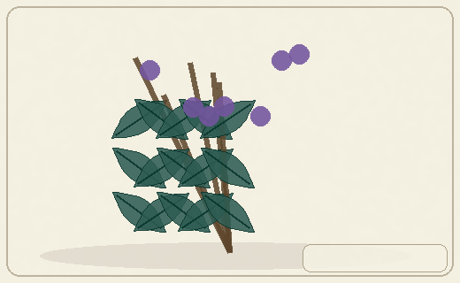 Stylized form diagram for Banksias