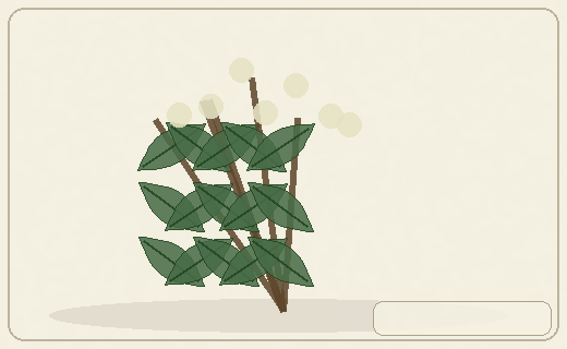 Stylized form diagram for Calafate / Patagonian barberry