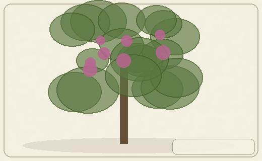 Stylized form diagram for She-oaks / casuarinas