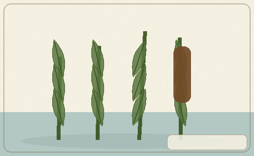 Stylized form diagram for Cattails
